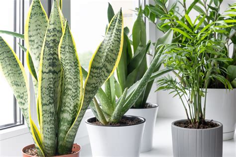 Five Of The Easiest Houseplants To Grow In Any Space Plantz