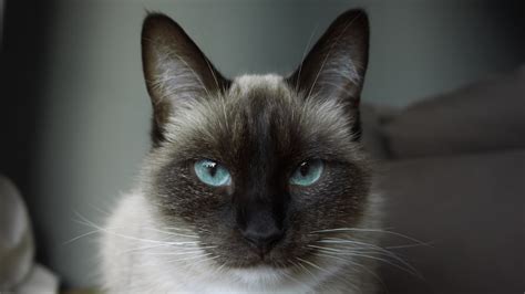 Closeup Photo Of White And Black Siamese Cat Photo Free Cat Image On