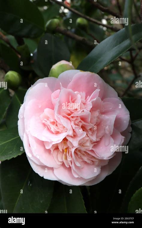 Camellia Japonica ‘vasily Camellia Vasily Peony Form Pale Pink