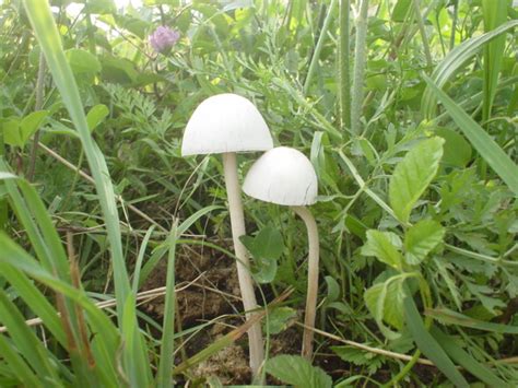 Finding Shrooms In Nc Mushroom Hunting And Identification Shroomery