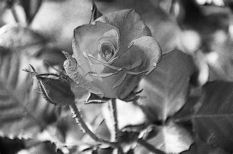 Black And White Rose Free Stock Photo Public Domain Pictures
