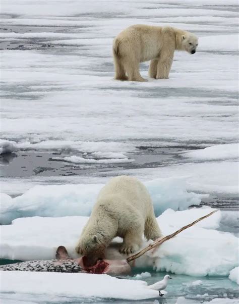 Ferocious Animal Polar Bear Inews