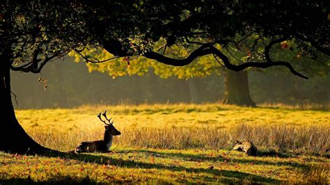 1920x1080 Leaves Deer Tree Horns Nature Deer Grass