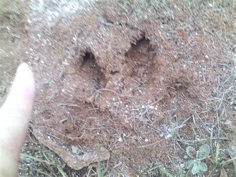 3 Toed Animal Tracks Animaljkl