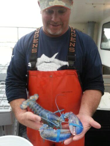 Blue Lobster Landed At Captain Joe And Sons Goodmorninggloucester