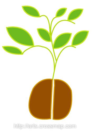 Clip Art Mustard Seed Clipart Clipart Suggest