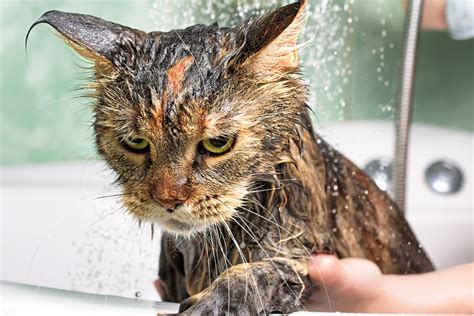 Sad Cat Going Through It In Shower Sparks Laughter With Dramatic Display