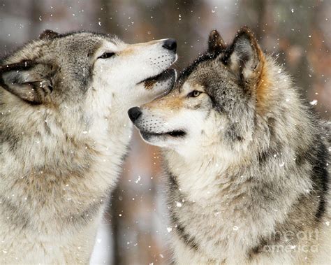 Winter Wolves Photograph By Heather King Fine Art America
