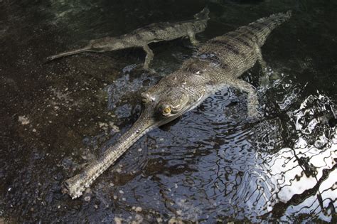 Photos Indias Rarest Crocodile The Gharial