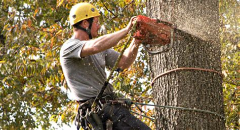 General tree service has been offering tree maintenance through ny and li , our family owned and operated business strives to give you the highest level general tree service is dedicated to providing proper pruning. Local Professional Tree Removal & Trimming Services - Tree ...