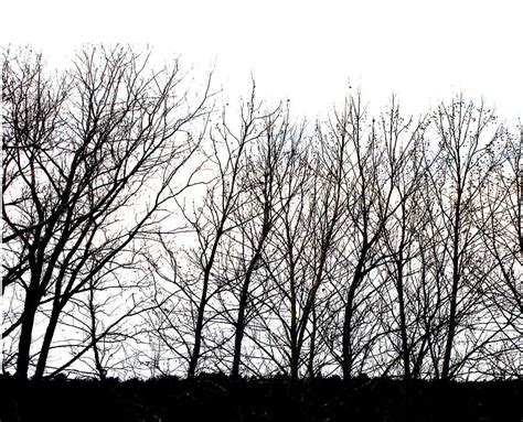 Winter Tree Line In Black And White Photograph By Ann Powell