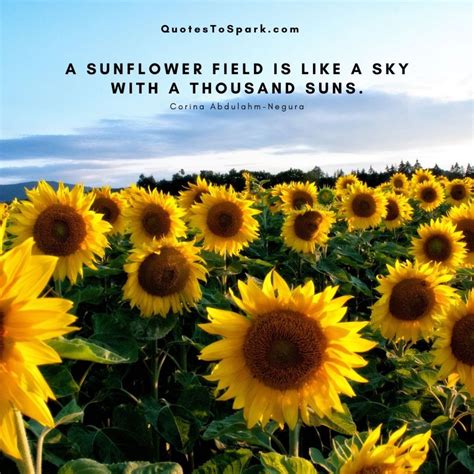 30 Famous Sunflower Quotes And 10 Amazing Facts With Images