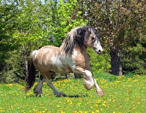 Buckskin gypsy vanner stallion mvp segway. Irish Cob - Page 6