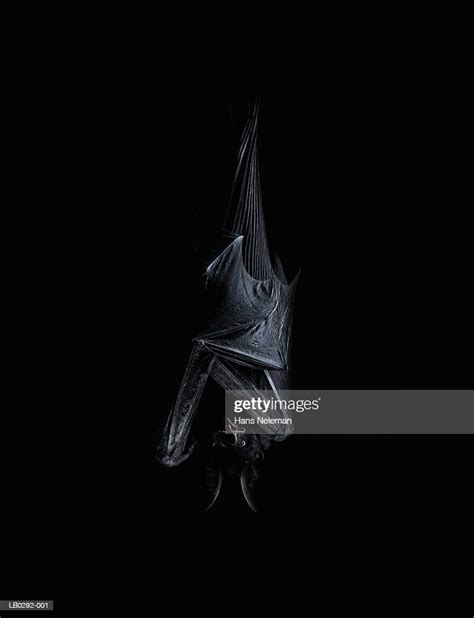 Bat Hanging Upside Down High Res Stock Photo Getty Images