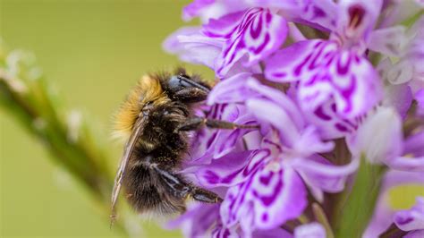 Bees get to see in the ultraviolet world. Bees can dance, and other things you didn't know | Kew