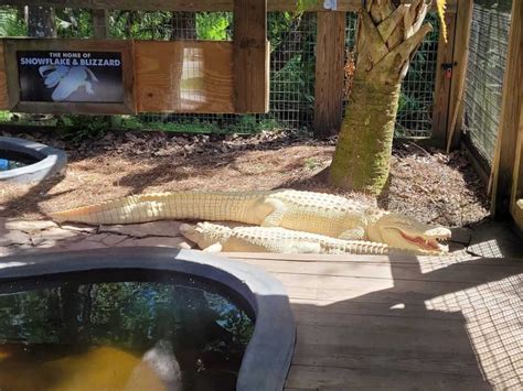 A Wild Florida Zoos Adorable Albino Alligators Are Gorgeous Statue