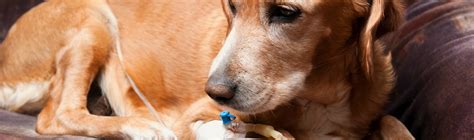 Chemotherapy For Dogs Westbridge Veterinary Hospital