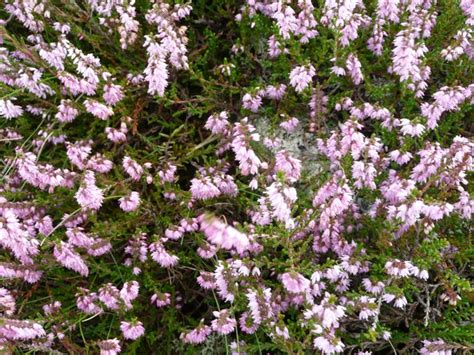 Heather Close Up © Jonathan Billinger Geograph Britain And Ireland