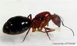 Photos of Large Carpenter Ants