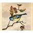 Free Vintage Bird Clip Art  Marvelous The Graphics Fairy