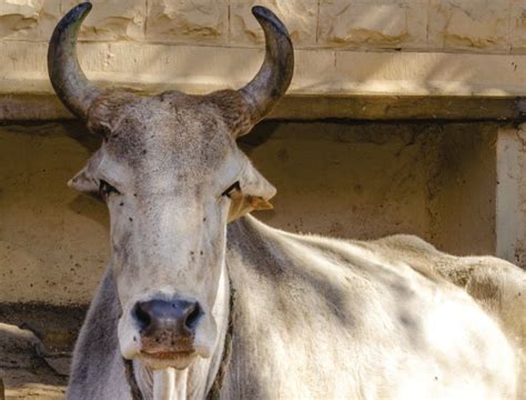 Stray Cattle Menace In Shimla The Tribune India