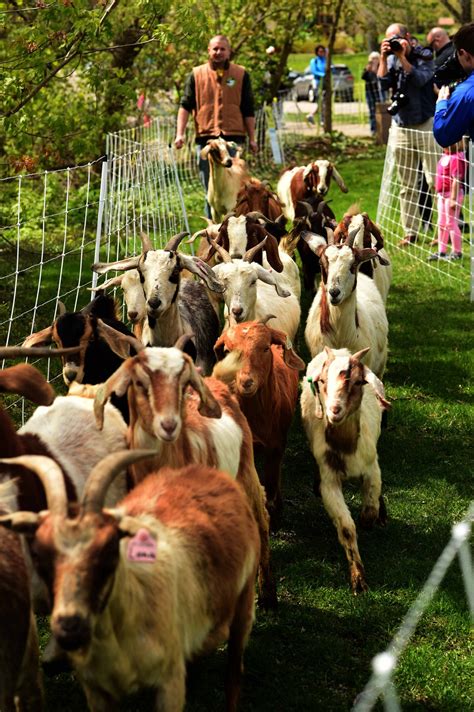 Meet The Goats And Humans Fighting Invasive Plants One Munch At A Time