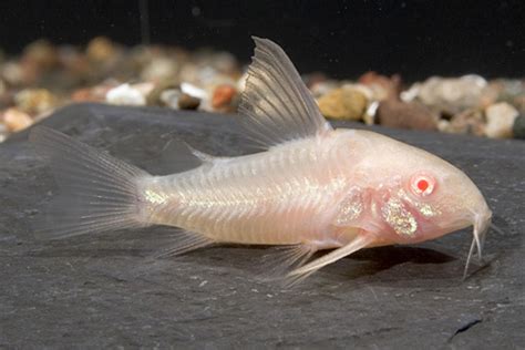 Albino Longfin Paleatus Corydoras Regular