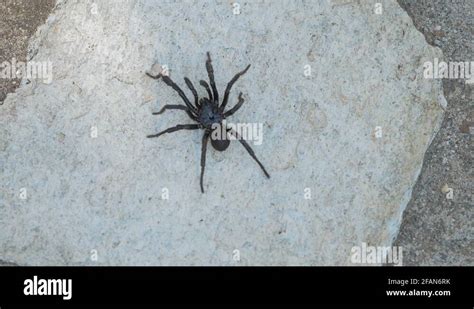 Giant Black Spider Stock Videos And Footage Hd And 4k Video Clips Alamy
