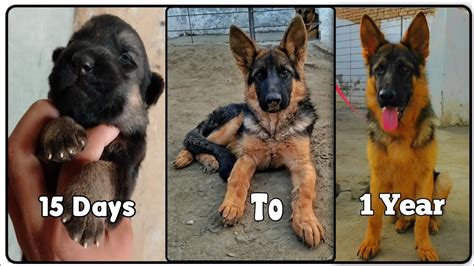 My German Shepherd Dog Growth Day 15 To 1 Year Watch My Puppy Growth