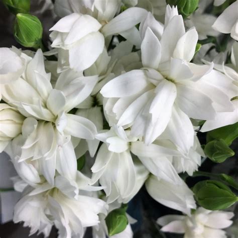 Carnations Mini Star Snow White Florabundance Wholesale Flowers