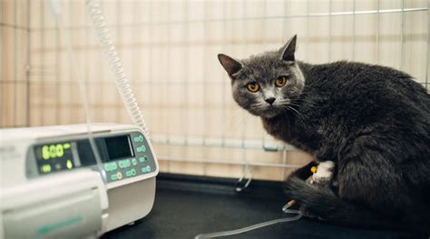 How Long Can A Cat Live With Feline Leukemia And Vaccine