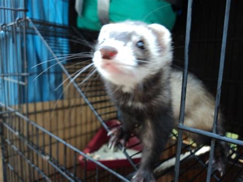 33 Best Ferret Love Images On Pinterest Ferrets Pets And Funny