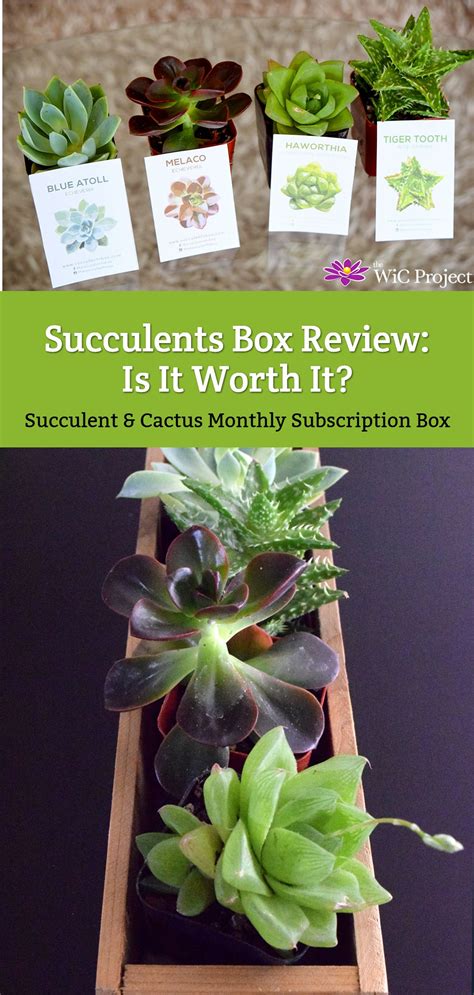 Succulents Box Review Is It Worth It Succulents And Cactus Monthly