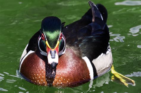 Wood Duck In The Water Image Free Stock Photo Public Domain Photo