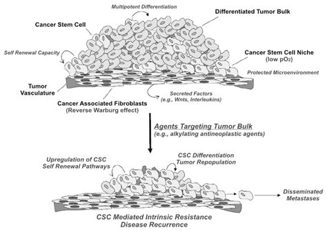 Ijms Free Full Text Cancer Stem Cell Theory And The Warburg Effect