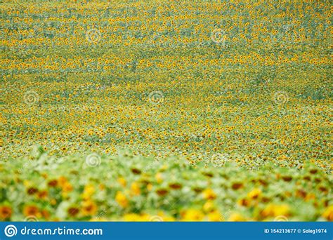 Sunflower Field Bright Yellow Flowers Beautiful Summer Landscape
