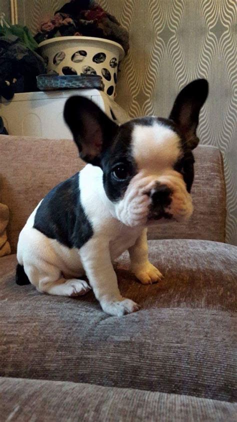 When do we have french bulldog puppies: Beautiful French bulldog puppies frenchies | Frome, Somerset | Pets4Homes