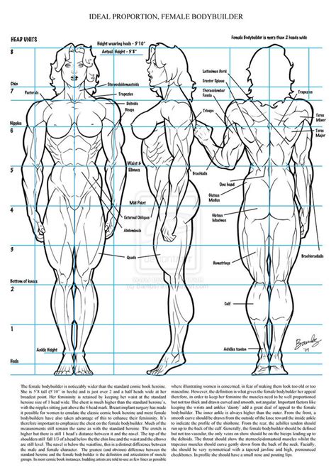 Female Muscle Ideal Proportion By Bambs79 Avec Images Dessin Corps