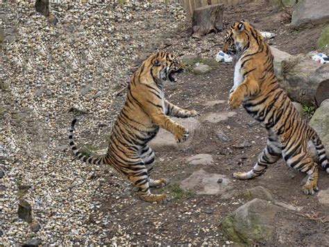 Sumatran Tiger Panthera Tigris Sumatrae Young Females Practice Fights