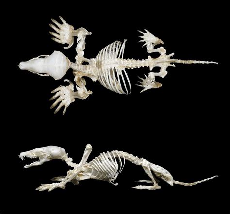 Skeleton Anatomy Bones Animal Skeletons