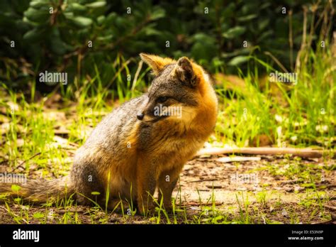 Island Fox Urocyon Littoralis Santa Cruz Island Channel Islands