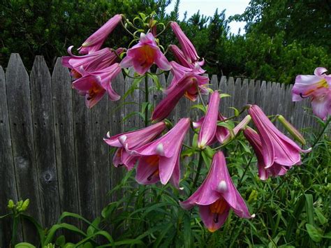 Photo Of The Bloom Of Lily Lilium Midnight Posted By Newyorkrita