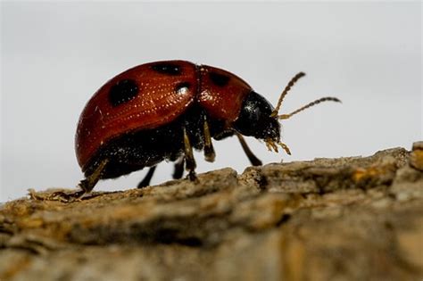 Fake Ladybug Chrysolina Reversed 28mmhandheld Dimension Flickr