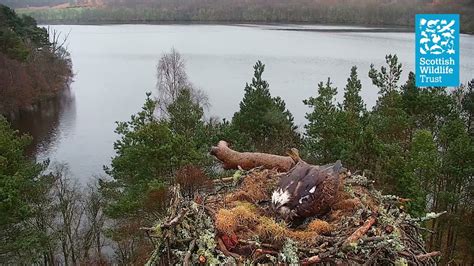 Nc0 Lays Her First Egg Loch Of The Lowes Osprey Webcam 2022 Youtube