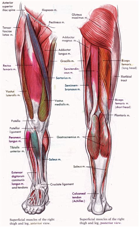 It attaches to the tarsal bones on the medial side of the foot and dorsiflexes and inverts. Human&Animal Anatomy and Physiology Diagrams: legs muscle ...