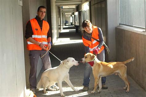 Cómo Sobrevivir A Los Primeros Días Con Tu Perro Adoptado Mascotadictos