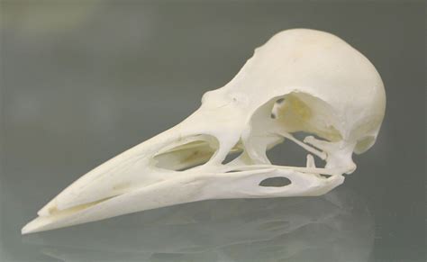 Skull Of A Rook Corvus Frugilegus Rook Bird Skull