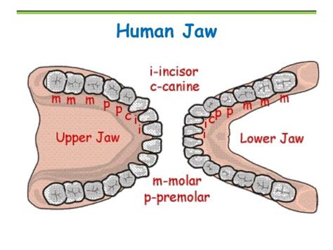 Human Teeth Names Diagram Diagram Media