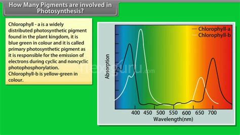 Main Pigment Involved In Photosynthesis Deliberation