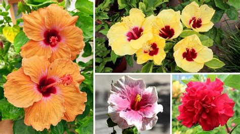 Types Of Hibiscus Flower In India Best Flower Site